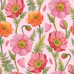 Seamless pattern with colorful watercolor poppies. Floral print with poppies on a light pink background.
