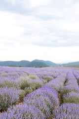 Fototapeta na wymiar Blooming lavender field at sunset