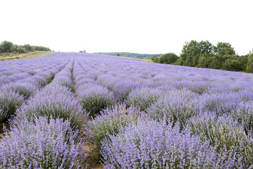 Naklejka na ściany i meble Blooming lavender field at sunset