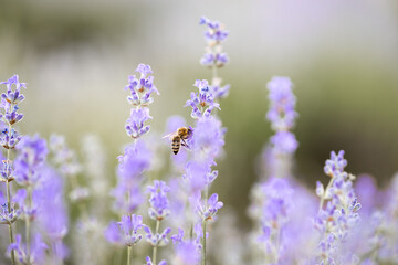 Honey bee pollinating lavender flowers. Plant decay with insects. Blurred summer background of lavender flowers