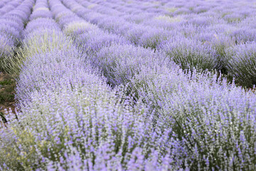 Naklejka na ściany i meble Beautiful lavender field at sunrise. Purple flower background. Blossom violet aromatic plants.