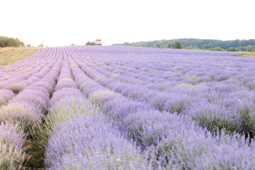 Obraz na płótnie Canvas Beautiful lavender field at sunrise. Purple flower background. Blossom violet aromatic plants.