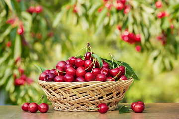 Fototapeta na wymiar Basket is full ripe cherries on wooden table in a garden, blurred green leaves and red berries on background.