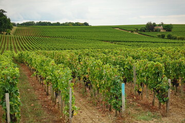 Vineyards of Saint Emilion, Bordeaux France.