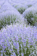 Purple abstract background, lavender field with
