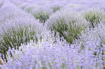 Fototapeta na wymiar Purple abstract background, lavender field with