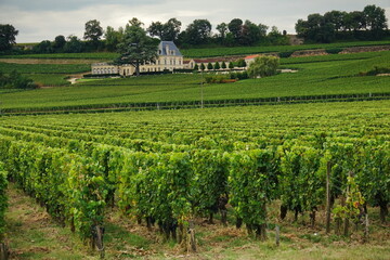 Fototapeta na wymiar Vineyards of Saint Emilion, Bordeaux France.