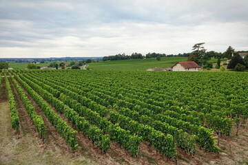 Fototapeta na wymiar Vineyards of Saint Emilion, Bordeaux France.