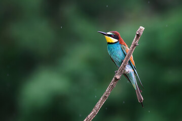 European bee-eater (Merops apiaster) detail portrait