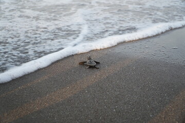 a baby turtle trying to reach the sea