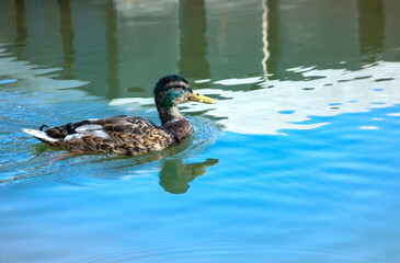 Mallard duck swimming in the water with reflection