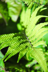 Closeup of the leaves of a fern in a garden in Uruguay