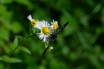 Moth Amata phegea, on a flower on a summer morning. Blurred background. Nature, insects.