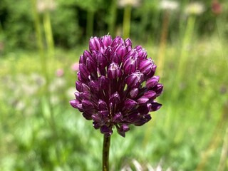 Various flowers and tropical plants in the University of Zurich or Botanischer Garten der Universität Zürich (Botanischer Garten der Universitaet Zuerich, Schweiz), Switzerland