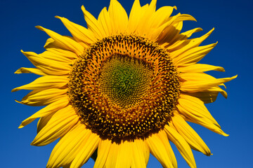 Isolated bright yellow sunflower closeup with clear blue sky background. scientific name Helianthus annuus. agriculture and food ptoduction. beauty in nature. selective focus. symbol for Ukraine