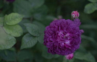 Fototapeta premium purple rose