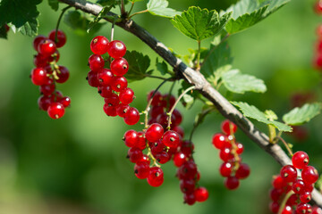 Branch of red currant