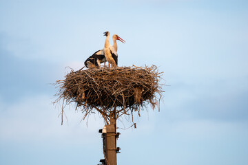 Fototapeta premium Family of storks in the nest