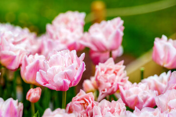 Pink tulips with open buds on a green blurred background