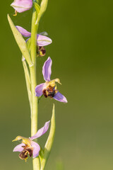 Close up of a bee orchid (ophrys apifera) in bloom