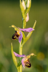 Close up of a bee orchid (ophrys apifera) in bloom