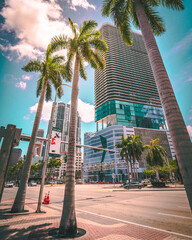 Fototapeta na wymiar Palm trees in Miami city.