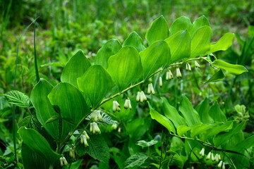 It is polygonatum odoratum flower with white flowers.