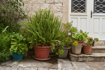 Plants in pots at the facade of an old house