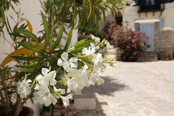 Fototapeta na wymiar Beautiful plant with white flowers on city street, space for text