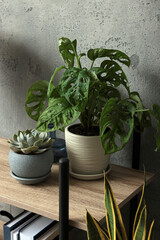 Beautiful house plants on wooden shelf indoors. Home design idea