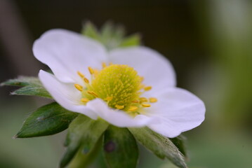 Blooming strawberries turning from blossoms to berries as a closeup