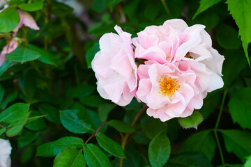 Beautiful blooming rose bush outdoors, closeup view