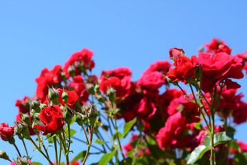 Beautiful blooming rose bush outdoors, closeup view