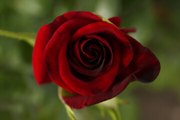 Beautiful red rose growing in garden, top view