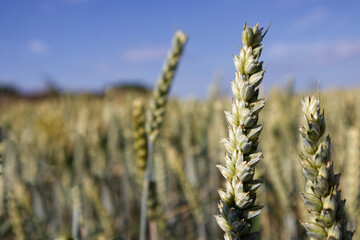 Wheat field and wheat ears with grains close up