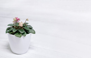 Pink flowers of violet in a pot on light background. Space for text