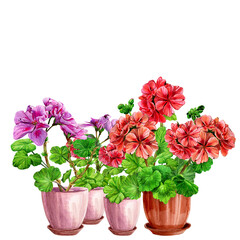 Blooming geranium in a ceramic pot. Hand drawn watercolor painting isolated on white background. Red and pink pelargonium flower postcard. Botanical design element. Houseplants. Fragrant bouquet.