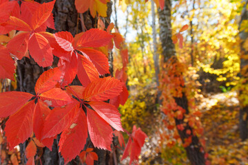 Colorful Autumn Parthenocissus quinquefolia, Wild Grape. Abstract