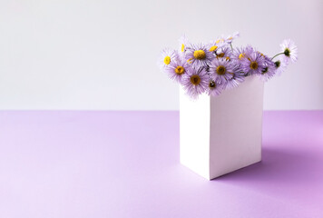 Purple erigeron flowers in a white box on a purple background, summer flowers