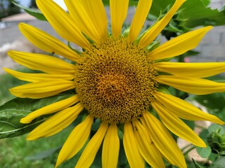 sunflower in the garden