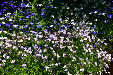 Floral background of multicolored flowering lobelia (Latin Lobelia) in the garden on a sunny summer day. Uneven lighting. Small flowers among the greenery