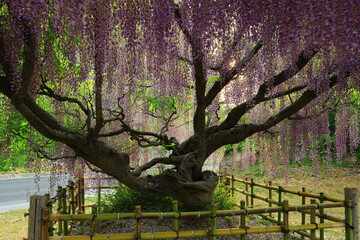 岩手県一関市　満開の藤の花
