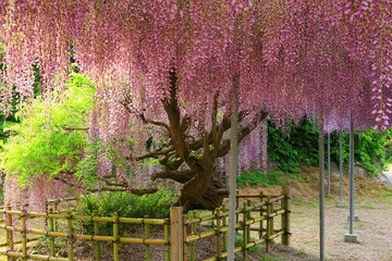 岩手県一関市　満開の藤の花