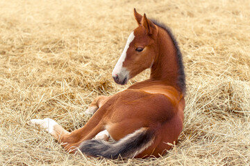 Portrait of a thoroughbred colt . Newborn horse. The beautiful foal is lying in the straw. Sunny...