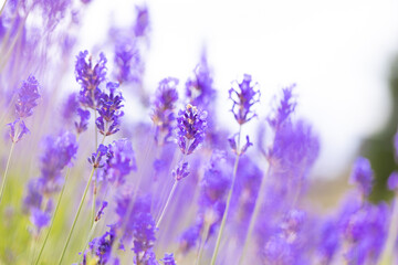 Lavender bushes closeup. Purple lavender field, beautiful blooming, English lavander.