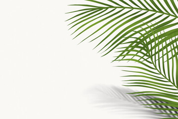 Fototapeta na wymiar Nice background with palm plants on white background