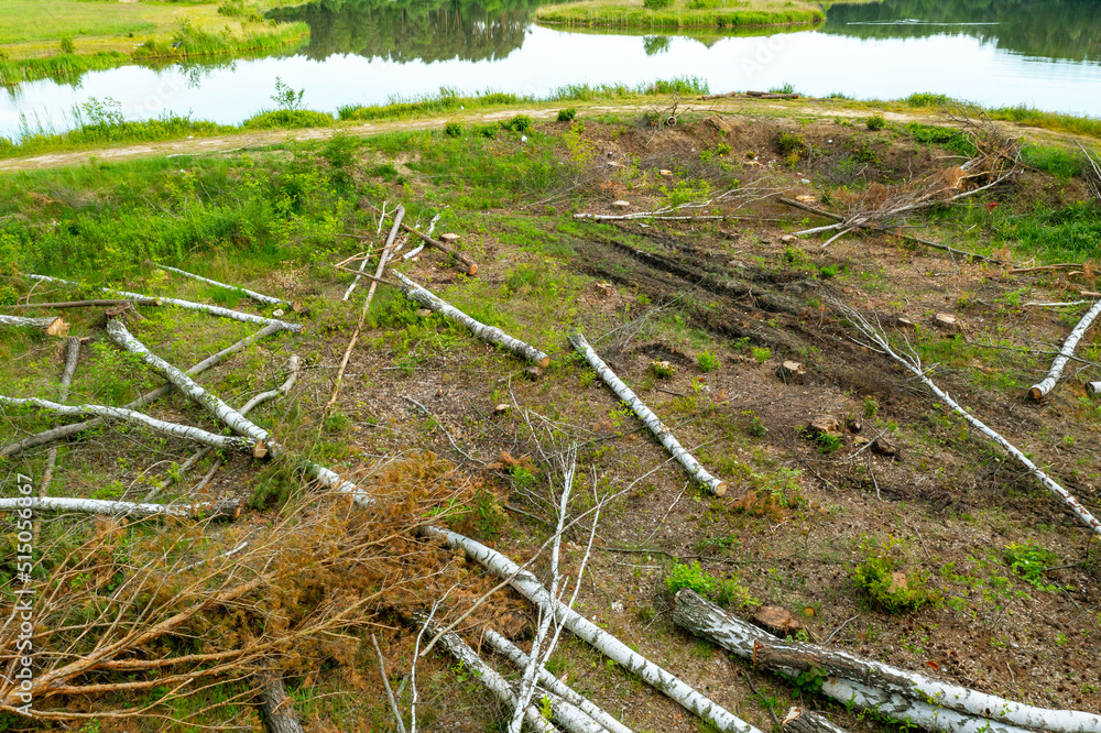 Wall mural view from a height of a cut down forest, felling and cleaning the forest