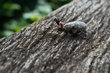 Polyphylla a rare subspecies of beetle