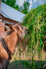 A red-haired old goat is eating fresh hay from a stack.