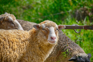 A brown sheep looks into the lens from afar.